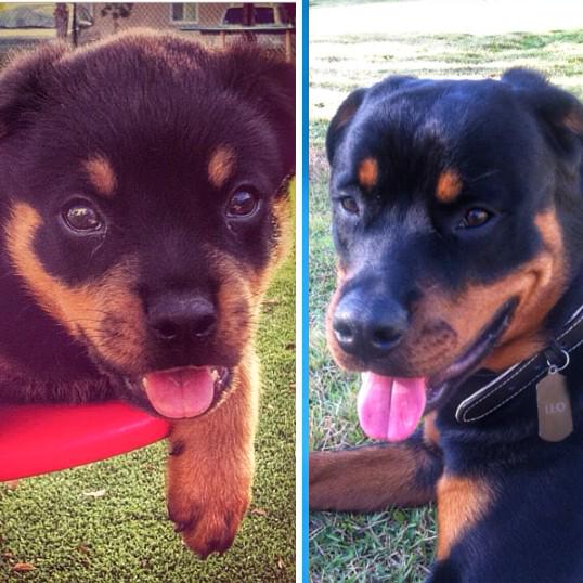 MJClements3's tweet image. Oh how time flies #Rottweiler 2months/8months
