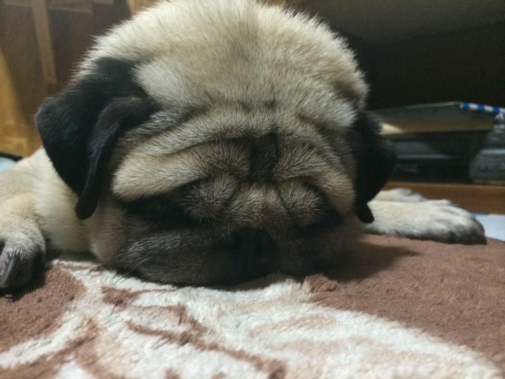 海渡on Twitter 会社で爆睡笑http T Co Pwh7hkphn0 Twitter