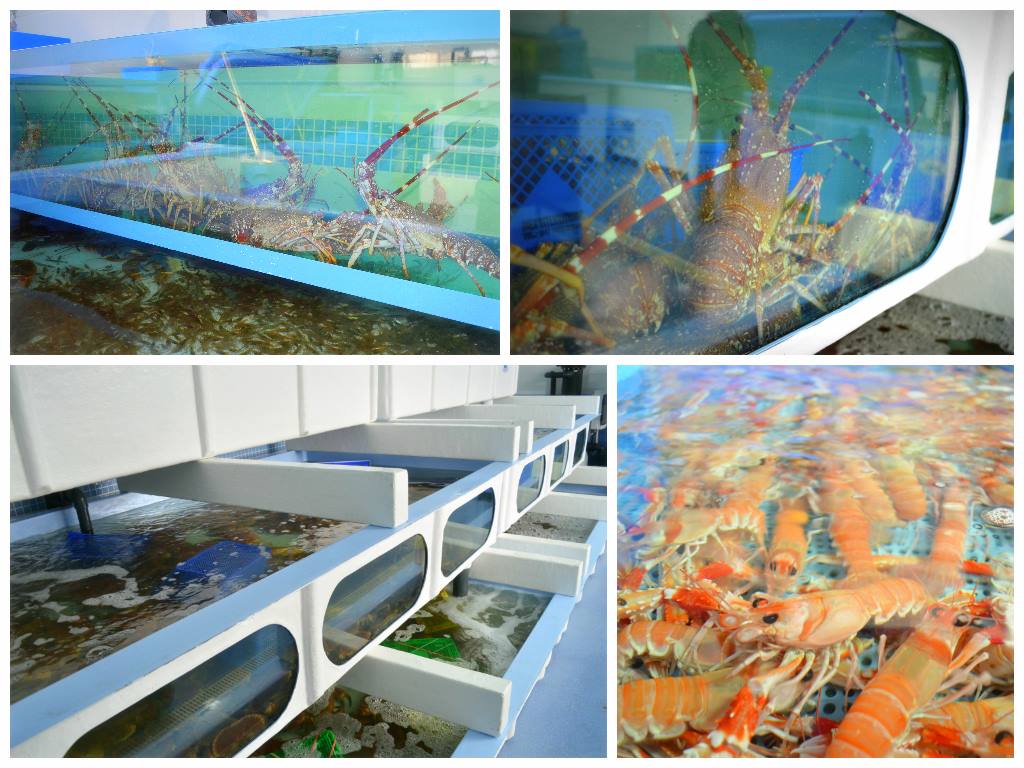 Directamente del puerto de mar, Con los mejores mariscos para tus fiestas!!!