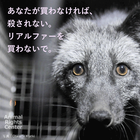 no_fur's tweet photo. 買わなければ殺されない。リアルファーがくっついているコート、バッグ、キーホルダー、髪飾り、、、買わない！！！絶対。だってこの子を殺すことになるから。 https://t.co/fv5gHkwMyo