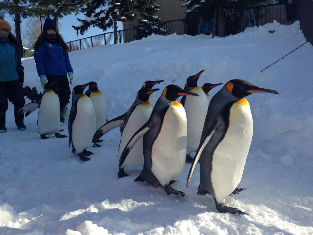 02_kne's tweet photo. 動物園たのしかったな〜♡今日からペンギン歩くやつだったらしくて入ったらちょうどみれた！しかも晴れてたからよかった(^_^)
ホテルは安定のこの部屋！
ここすきー(^_^)これからまた誕生日のケーキ食べる(｡-_-｡) http://t.co/yxQ0vvJzGQ