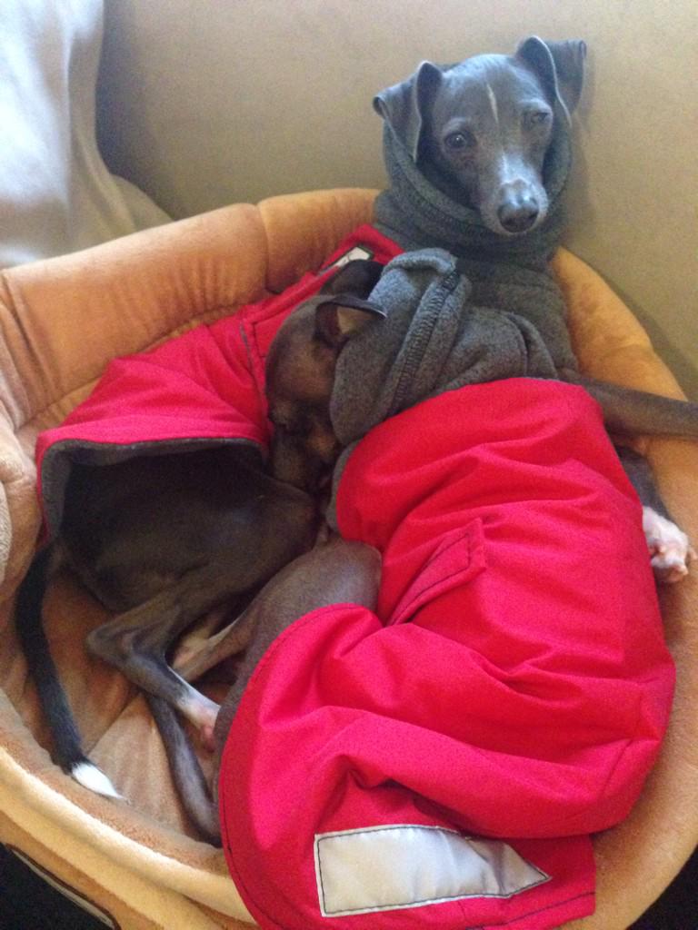 GreyhoundAlonso's tweet photo. Love our new winter coats! #voyagerk9apparel #winterishere  #animalovers #dogsoftwitter #dogsofinstagram #rescuedog http://t.co/fJ9krnUg82