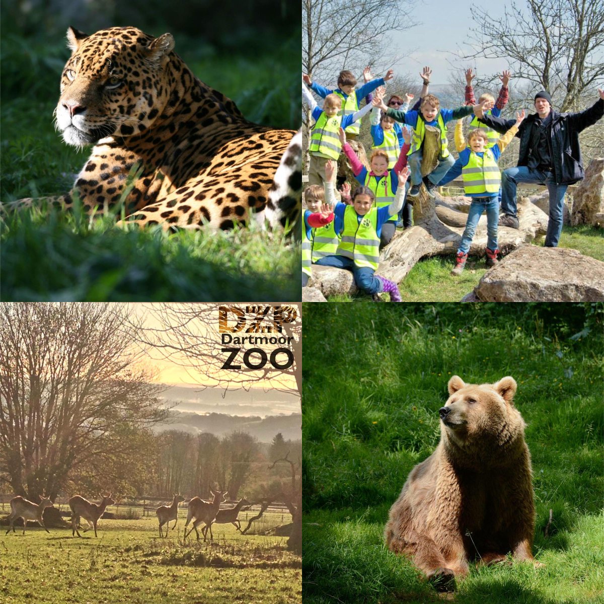 Dartmoor Zoo tweet media