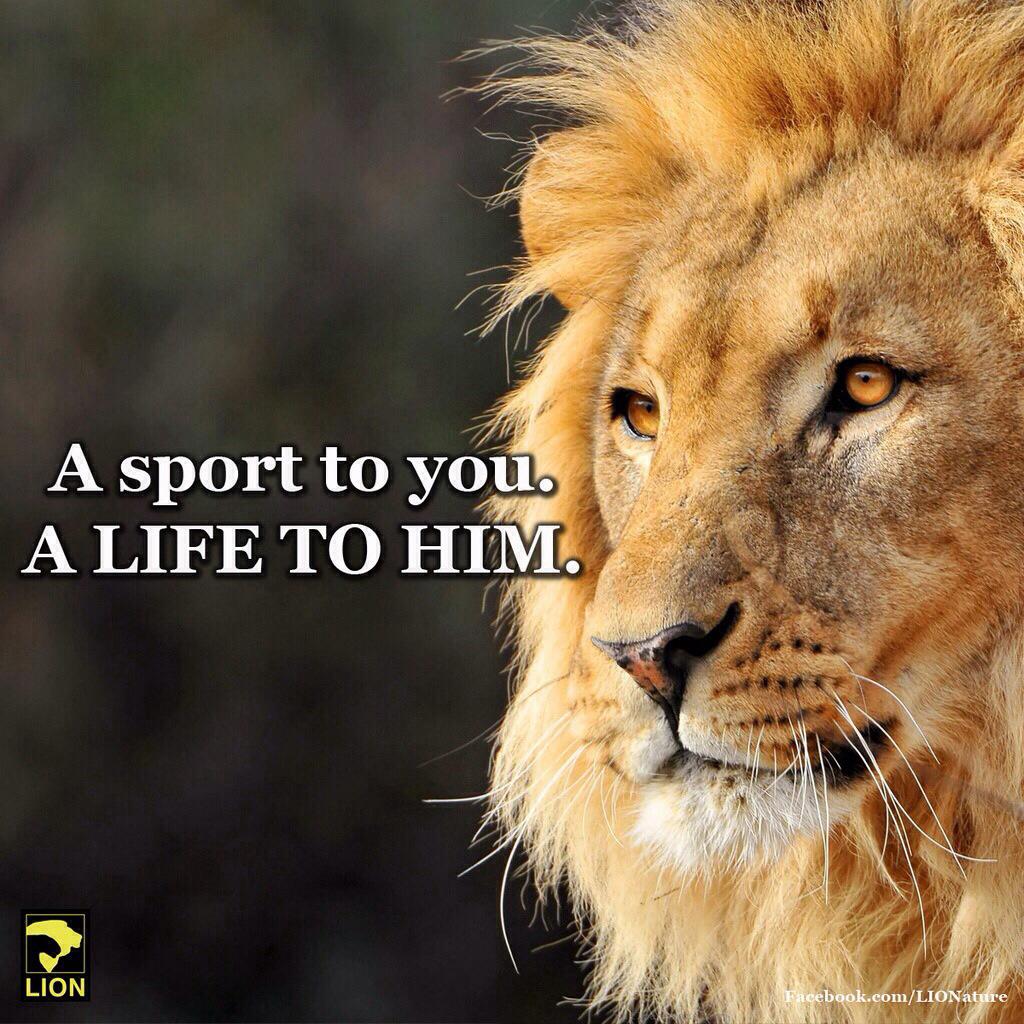 изображение льва. обманывает лев. обманывает лев. я лев. ты мой лев.