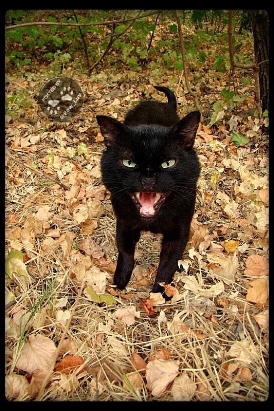 DixonPanfur's tweet photo. @HazelCane @BarnabasKitten @BlackCatFrazz @PankythePanfur @Bo_the_Panfur http://t.co/wK1UDhfSc7