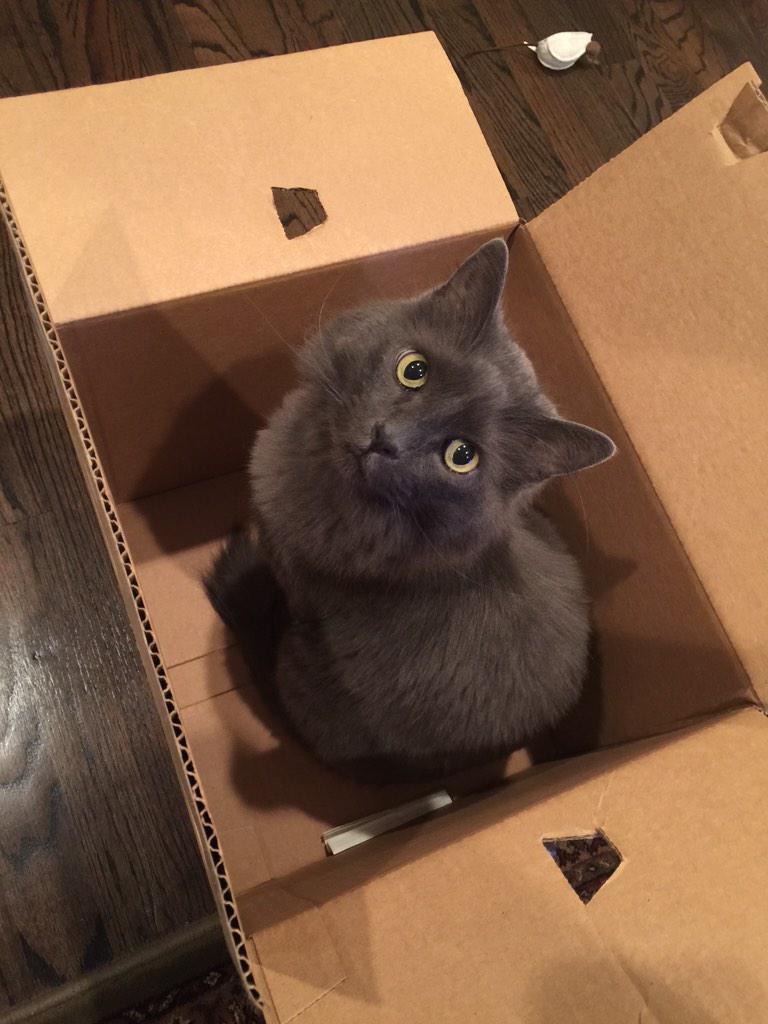 Stefansway's tweet photo. Hogiebear is having some serious fun unpacking gifts and inserting himself instead. http://t.co/HQUG2ewDXl