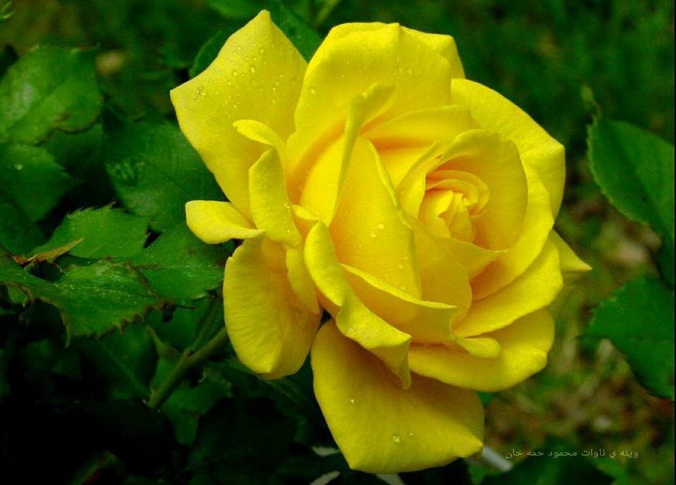 Elvirochka71's tweet photo. Ну и куда же без такой красоты )) http://t.co/rC95yb93em