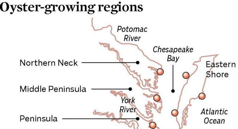 Daily_Press's tweet image. #Tidewater tour highlights Virginia's oysters and wine bit.ly/13nx0aN