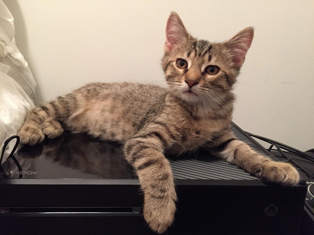 Raheem Kitty tweet media