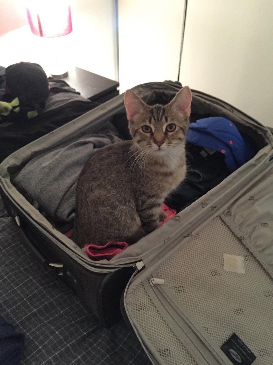 Raheem Kitty tweet media