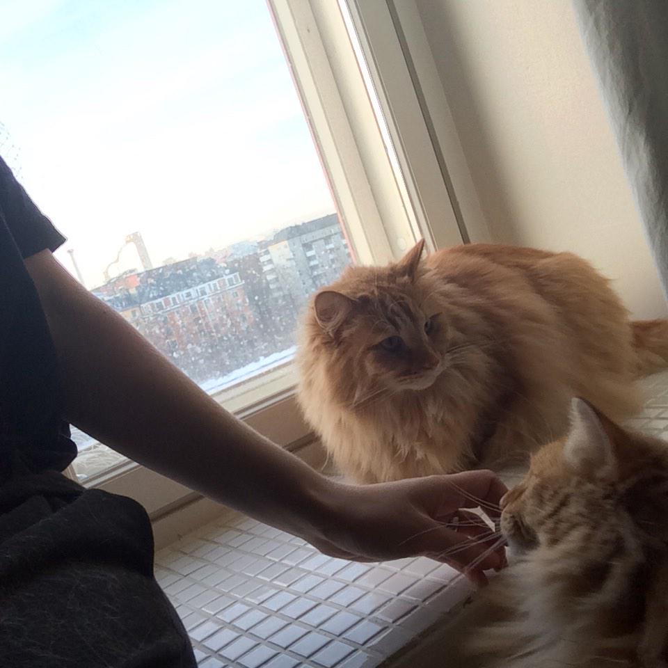 sailasoi's tweet photo. My kitties and I. http://t.co/qwImsHQO6R