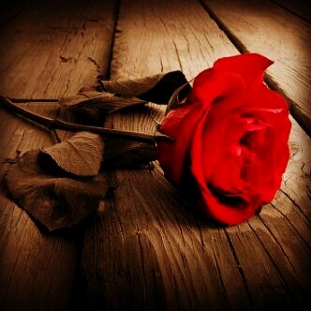 AlqBedo tweet picture