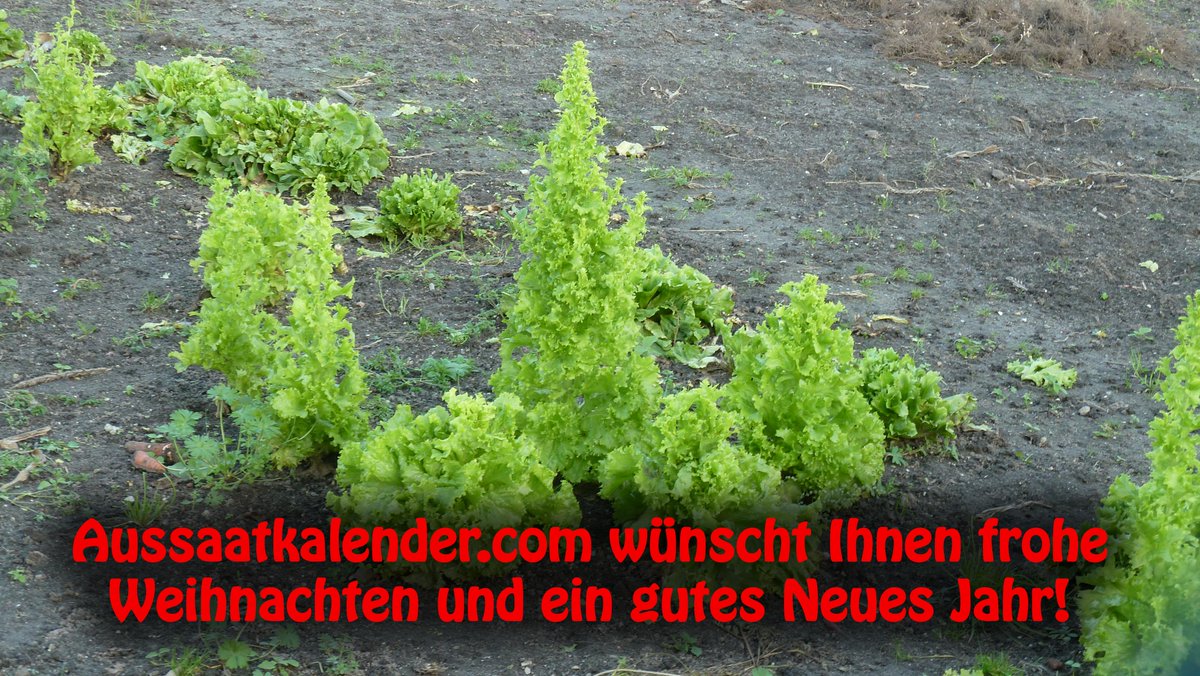 Aussaatkalender.com wünscht Ihnen frohe Weihnachten und ein gutes Neues Jahr!