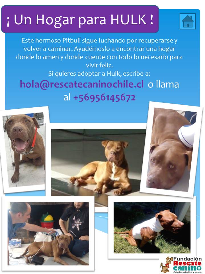rescatecanino1 tweet picture