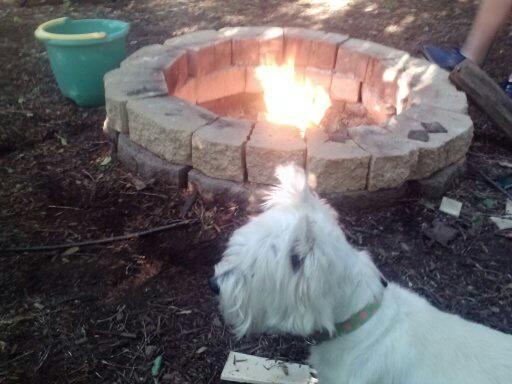 gcrumejr's tweet photo. Thx @J_Amundson for the heads-up! Annabelle would be sad if she weren't included in #academicfirstdogs @JudsonU http://t.co/qYnsGVY2xf
