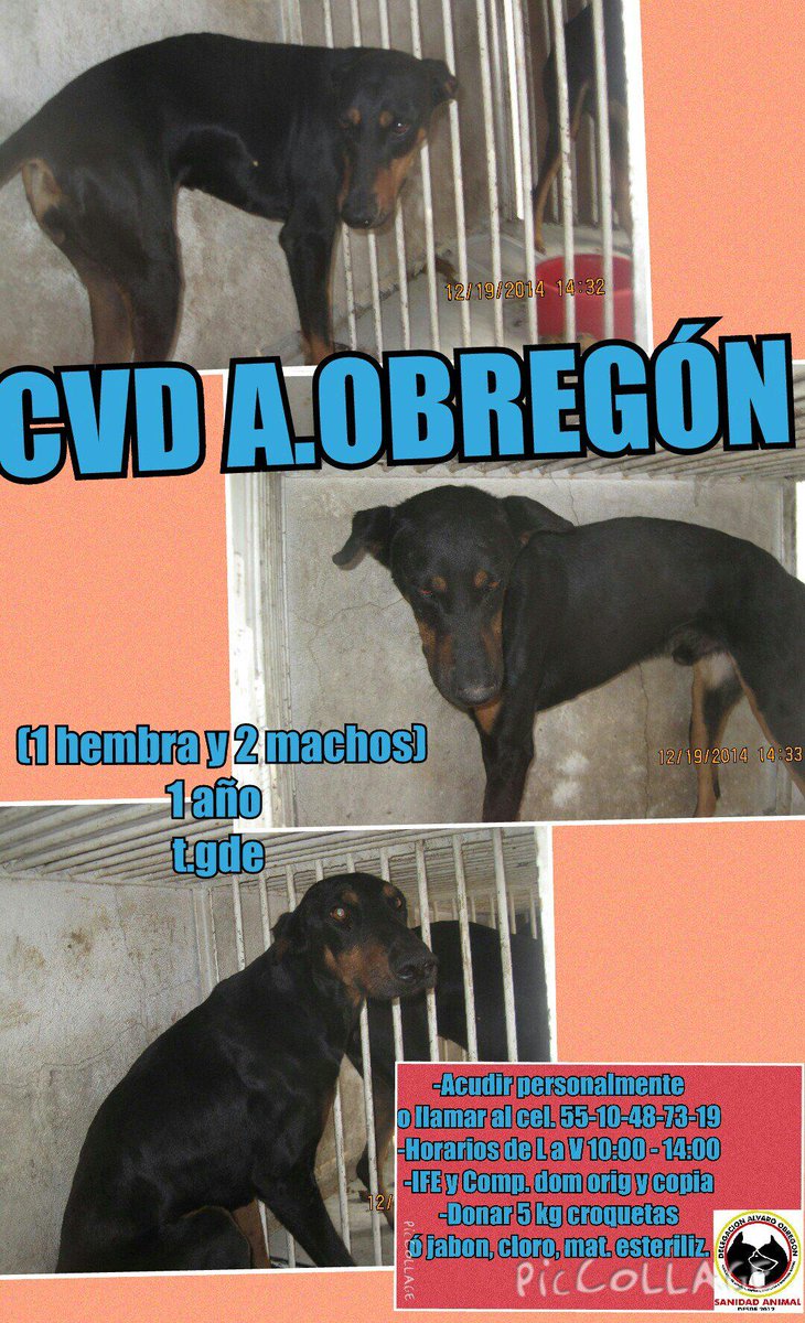 hubs272908's tweet photo. #sos #MexicoCty #DF Urge salvarlos de MORIR Aqui su triste historia https://t.co/5bpHjlMK4c #AdoptaNoCompres #AyudaRT http://t.co/DQ0jSYnn15