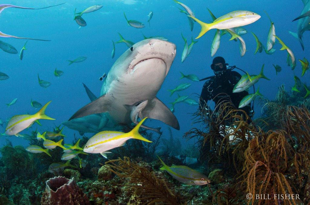 333Expeditions's tweet photo. Amazing photo by Bill Fisher while on expedition with us. Interested? Email info@333productions.com http://t.co/3cr9J1UY1V