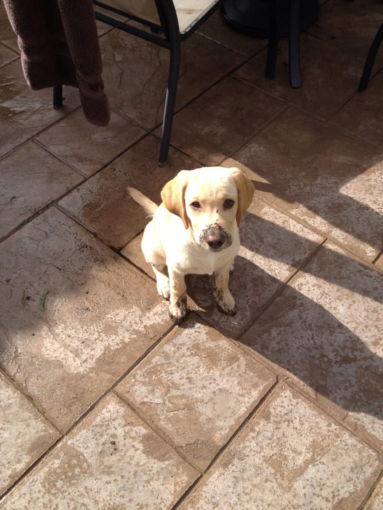 HendrixVBALL's tweet photo. New team mascot? #diggingfordays http://t.co/RKGWjEmeUa