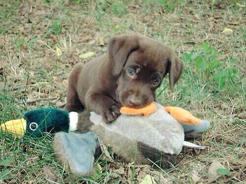 OutdoorObsessor's tweet photo. RT if you want this dog 😍 https://t.co/WGef831N4k