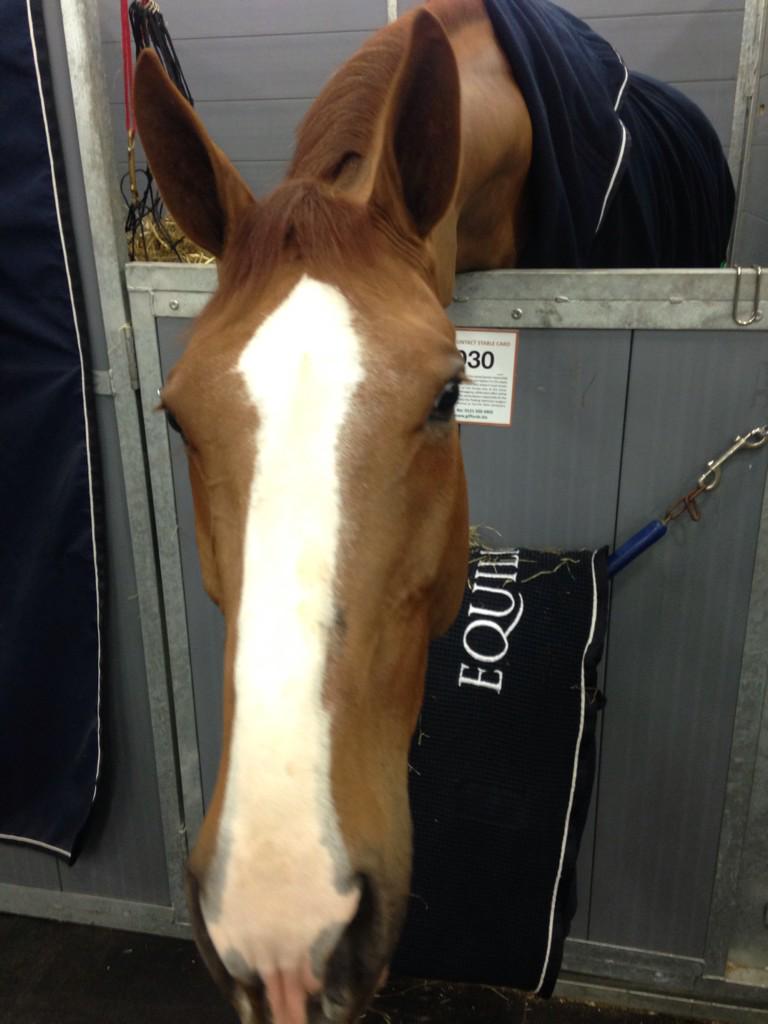 BenMaher1's tweet image. Diva behind the scenes @olympiahorse #olympiascreen