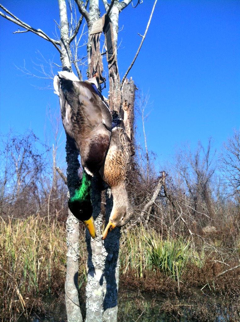 B4_the_Fall's tweet photo. Chasing greenheads is a blast whether you kill 2 or 20, who agrees? #mallards #timber #blessed #BeforetheFall http://t.co/tsLlhiEkqe