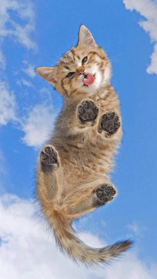 JeffGoldenHawk's tweet image. “@PhoneWaIlpapers: http://t.co/hrTL47jTKx” @GingerLove96