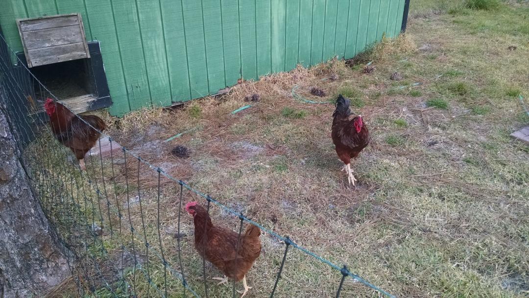 C_Pritchard's tweet photo. .@shiraz now these are fresh eggs! Courtesy of @missoliviak's parents. #CantGetFresherThanThat #FromBackyardToTable http://t.co/6JYmutJfYL