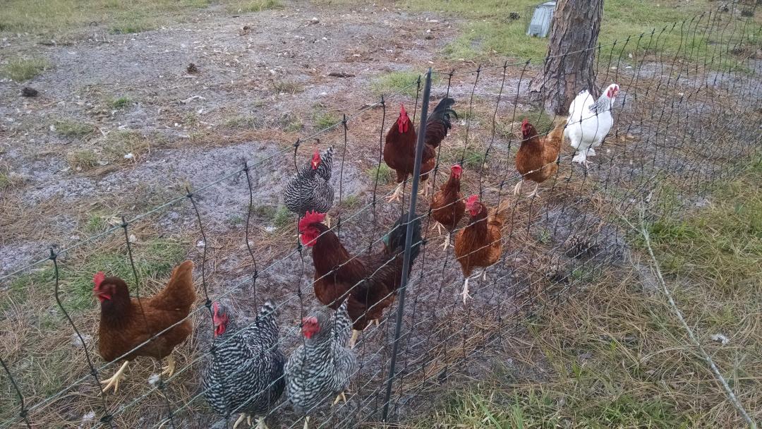 C_Pritchard's tweet photo. .@shiraz now these are fresh eggs! Courtesy of @missoliviak's parents. #CantGetFresherThanThat #FromBackyardToTable http://t.co/6JYmutJfYL