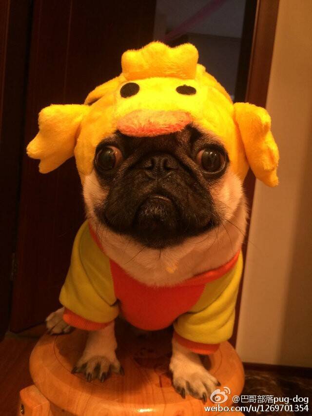 AmazingPugs tweet picture