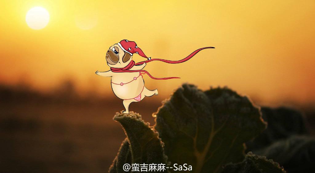 AmazingPugs tweet picture