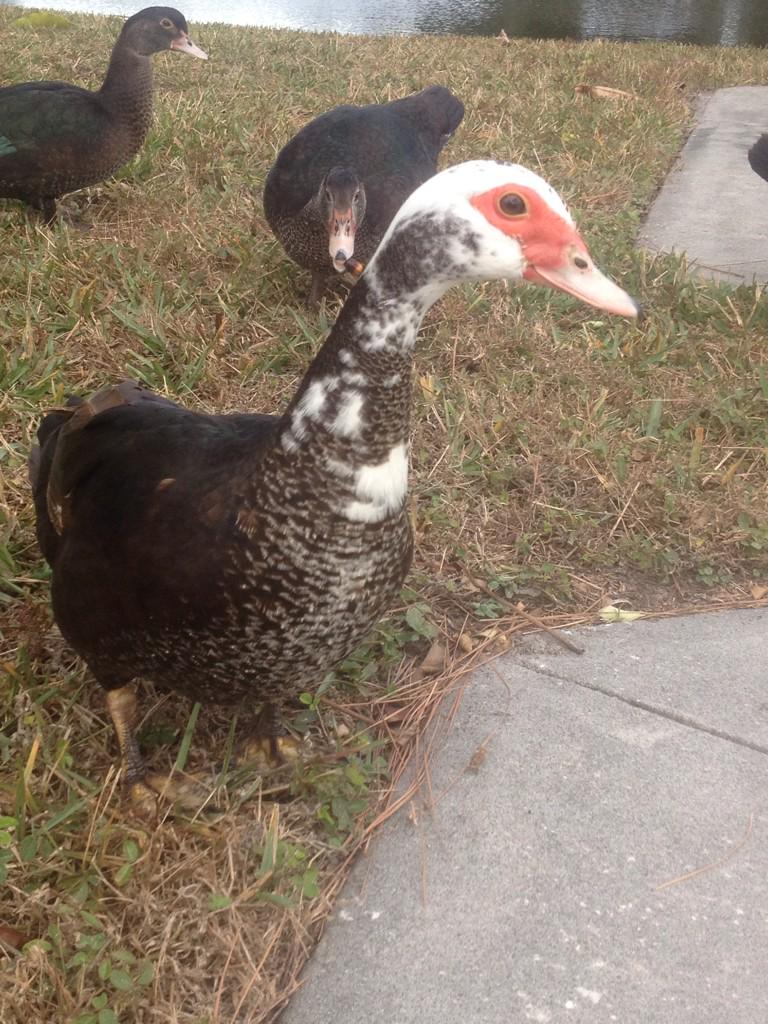 Meet my new friend, Terrance. #WhiteHeadedDuck