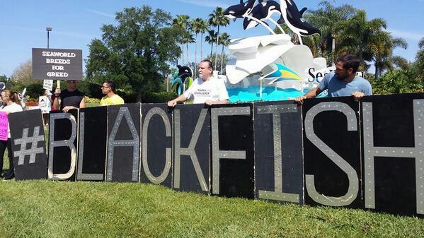 Voice of the Orcas tweet media