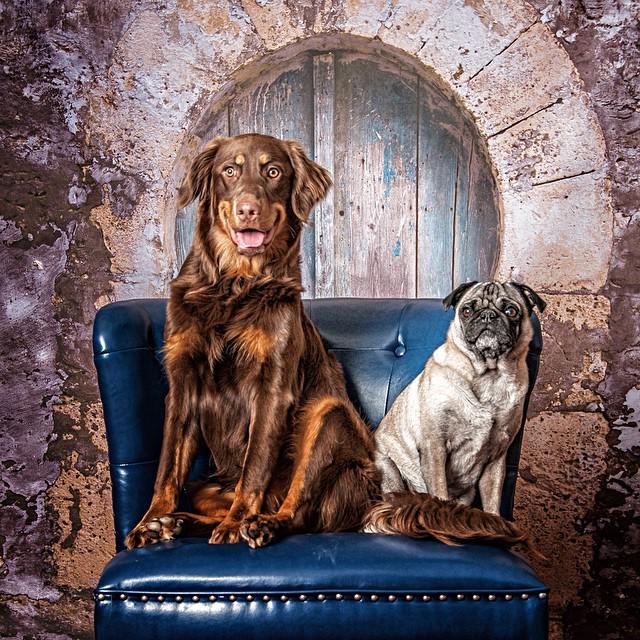 The Odd Couple - Frank is Bentley's favorite toy. ift.tt/1zOicPC