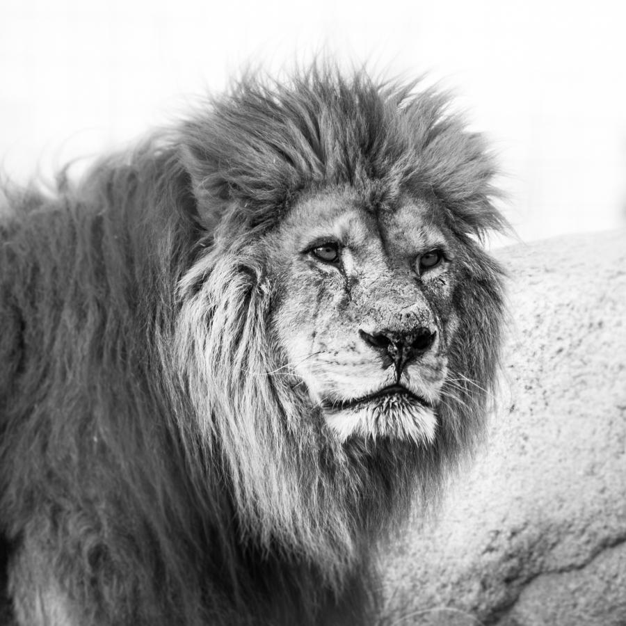 Le roi lion au zoo de Vincennes. Pardon, Parc zoologique de #Paris. <a href="/ParcZoologique/">Parc Zoologique</a>