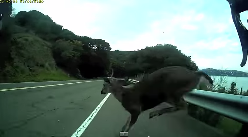 SeattleBackpack's tweet photo. "Bicyclist Crashes Into Deer at 28 Miles Per Hour" http://t.co/IKGTyPYdFf http://t.co/tqCFk9Dm4i