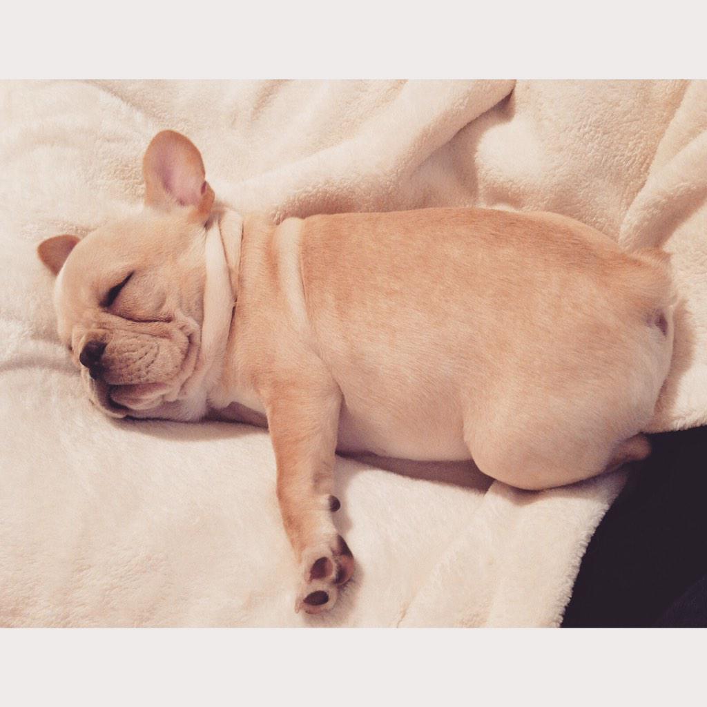 BanjoFrenchie's tweet image. Buzz's girlfriend....woof 🐶 #homealone #frenchieproblems #happyholidays #frenchie #puppy … instagram.com/p/w2kbpXDz_h/