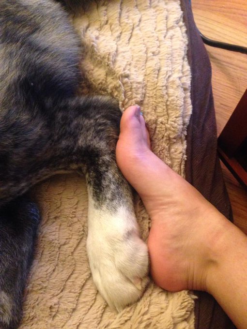 My dogs #feet are bigger than mine #lol http://t.co/eSpnZc8T9G<a href="/tag/feet"class="tags">#feet</a><a href="/tag/lol"class="tags">#lol</a>