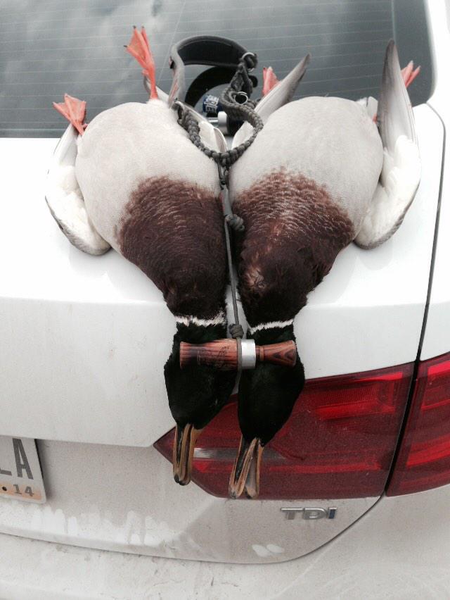graveyard011's tweet photo. We love green heads! http://t.co/JixluG3fvP