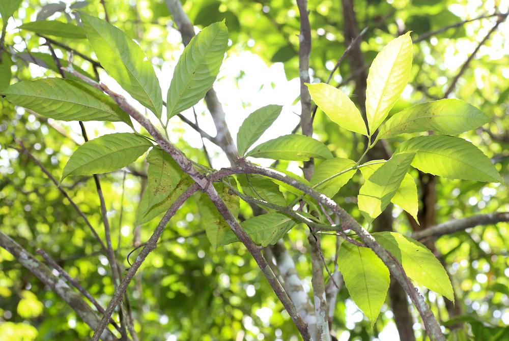 奥山雄大 Ver 関西 ラフレシアの寄主植物からの遺伝子取り込みについては 以下の研究がなされています 核由来の発現遺伝子では2 1 ミトコンドリア遺伝子に関しては24 41 もがホスト由来ということです Http T Co Fnjlchmkzj Http T Co Jy0bq9l7cf