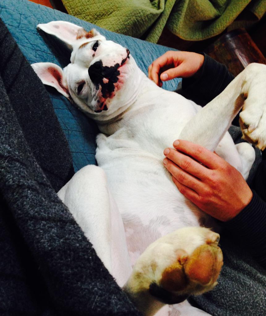 hellatrixx's tweet image. #dogtales #boxer #imabunny #love #Matilda @CW_network