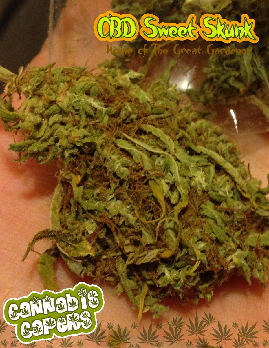CannabisCapers's tweet photo. #MakingSalad with some beautiful #BubbaKush and #CBD #SweetSkunk. I love experimenting... Fav if you do too :) http://t.co/UyKR1bqzoM