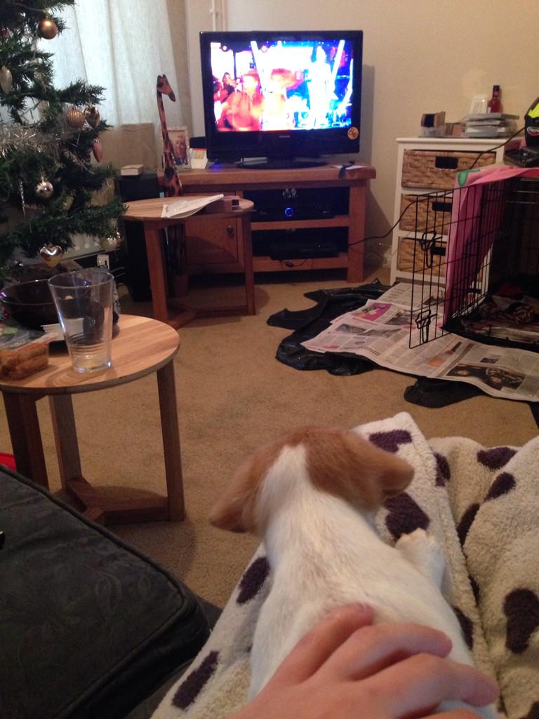 Priceyy92's tweet photo. Catching up on @bbcstrictly with Oscar and he couldn't take his eyes off @takethat 🙊🐶 http://t.co/WDcXD0QnUC