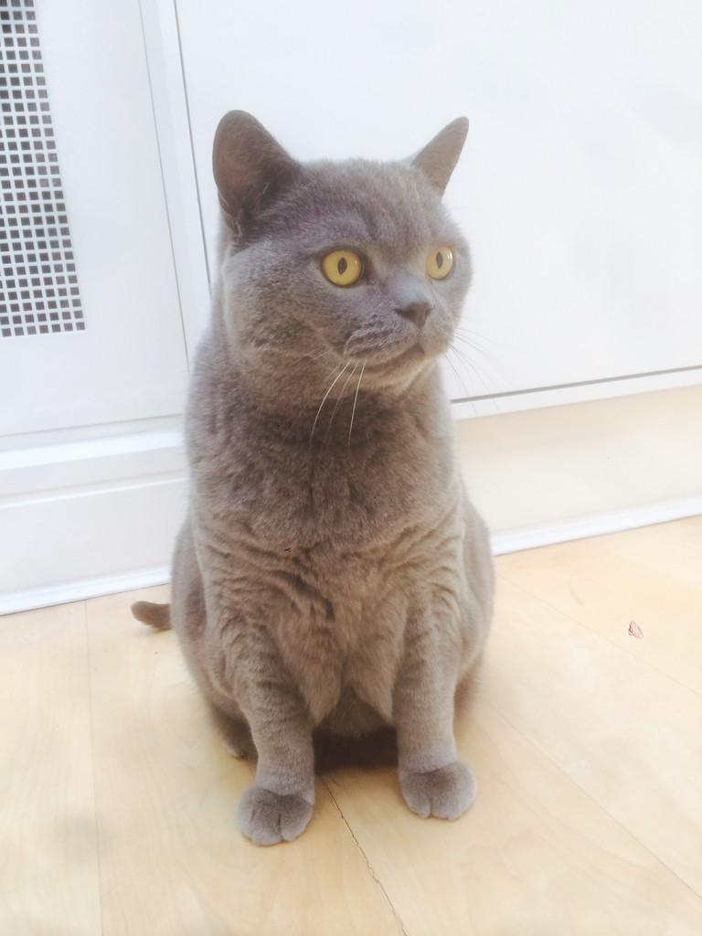 Cat’s Whiskers tweet media