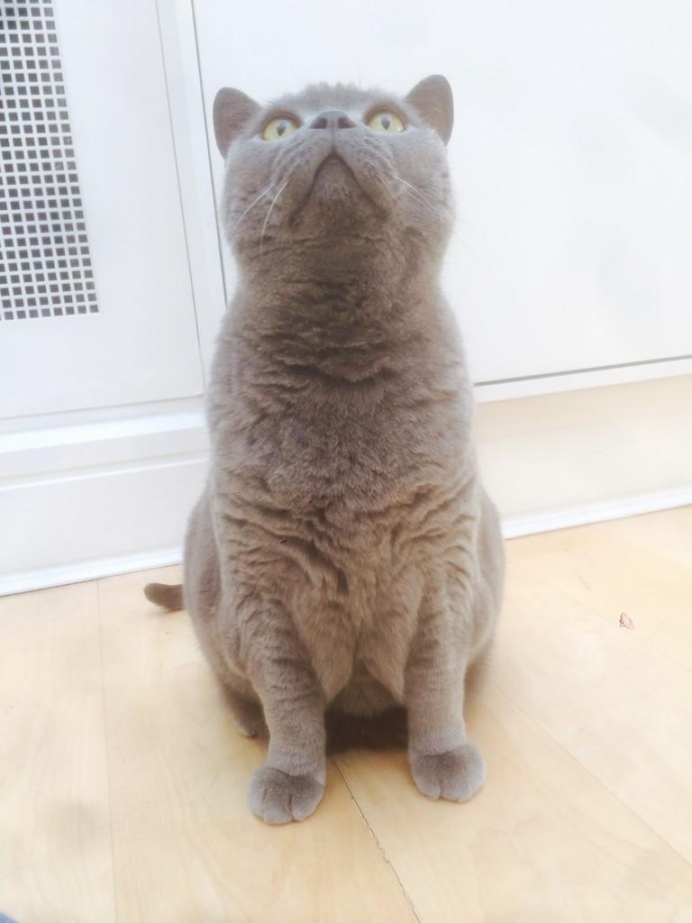 Cat’s Whiskers tweet media