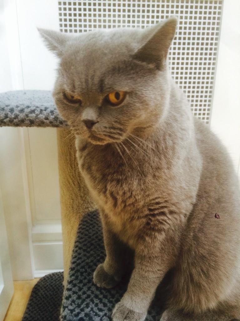 Cat’s Whiskers tweet media