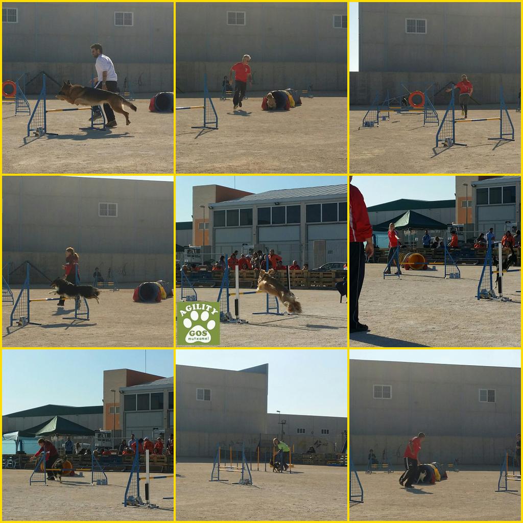AgilityGosEs's tweet photo. #Fotografías de las 5a Pruebas #Jumping 🐶🐕🐩#Agility #ADACV #Mutxamiel #Alicante http://t.co/f8pOpVfGIR