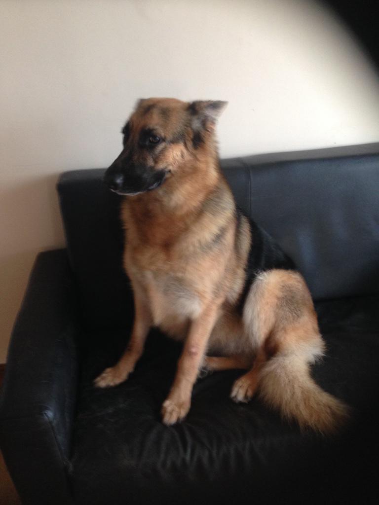 bdv_control's tweet photo. Poppy showing off her new clean coat #brushed #Shampooed #dried #pampered #welldeserved #topdog http://t.co/toCStm4ID7