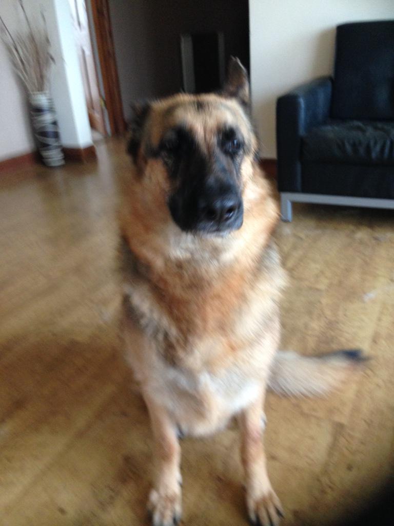 bdv_control's tweet photo. Poppy showing off her new clean coat #brushed #Shampooed #dried #pampered #welldeserved #topdog http://t.co/toCStm4ID7