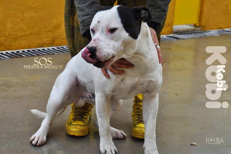 Esme_Alon's tweet photo. Kobi ℹhttp://t.co/VkHWqMdMLe 
🆘 Sacrificio 2 de Enero. Urge  #adopción
📧 sosperrerabadajoz@gmail.com http://t.co/0jSO2foXFf @ElHuffPost