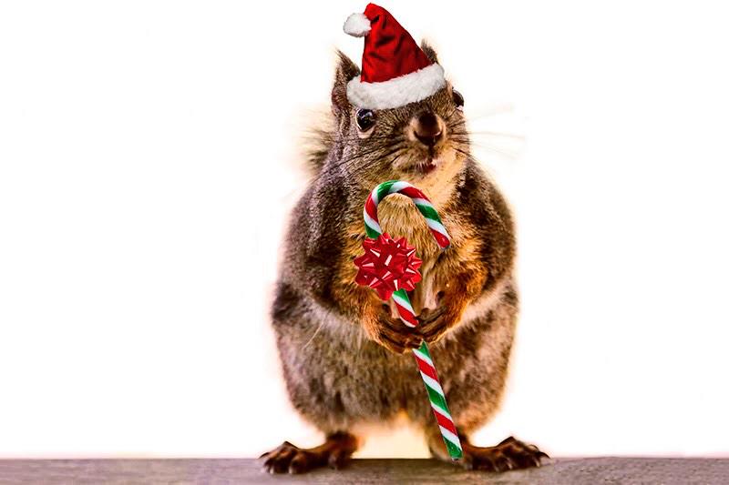 LUCY_squirrell's tweet photo. Had too many nuts this year #happyholidays #lovelucy http://t.co/AYwI5uZfIP